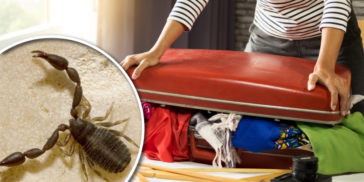 Skorpion zaatakował turystkę w jej pokoju. Zdj. ilustracyjne