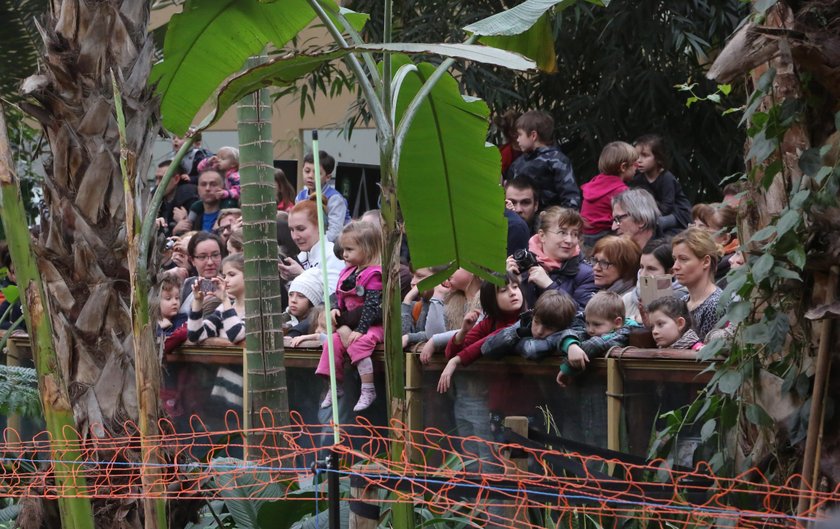 Wielka feta w zoo! Słoń Leon skończył 18 lat!