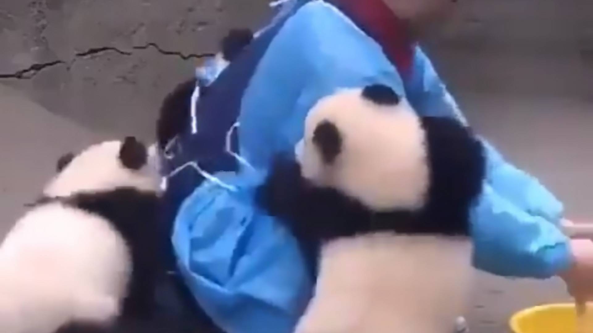 Video beba pandi koje se kupaju je nešto najlepše što ćete videti danas