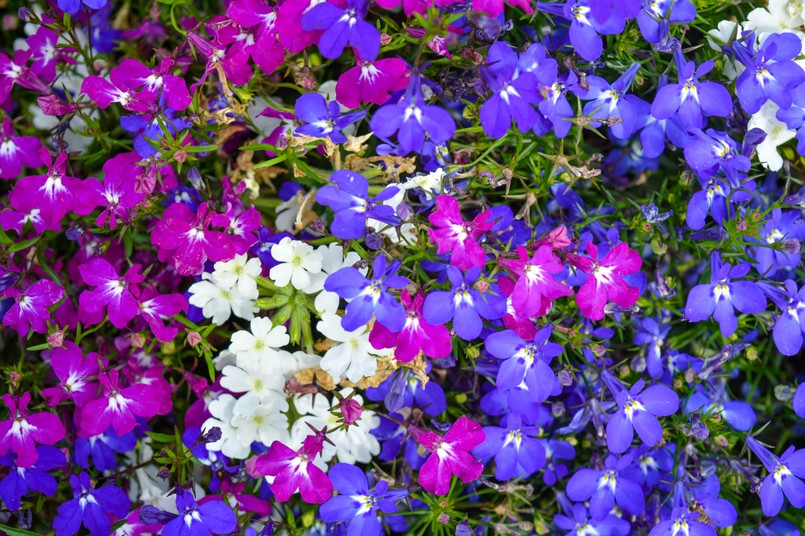 Lobelia Ogród kwiat kwiaty Beautiful,Lobelia,Small,Flowers,On,Flower,Bed,In,Summer,Garden.