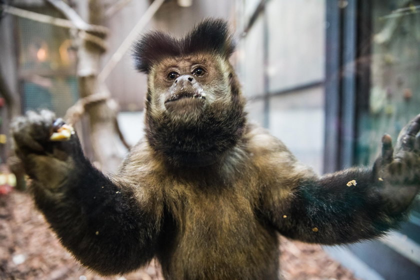 Małpiarnia w poznańskim zoo otwarta