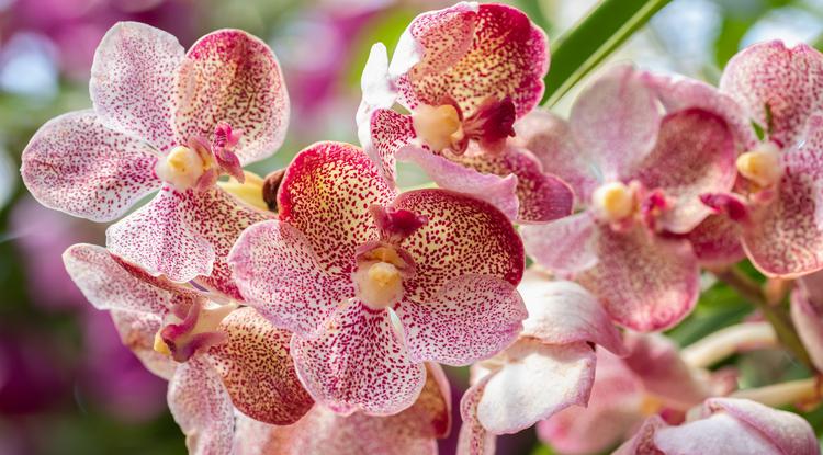 Így szaporíts könnyen orchideát Fotó: Getty Images