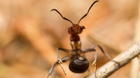 Kannibál hangyákat találtak egy atombunkerben
