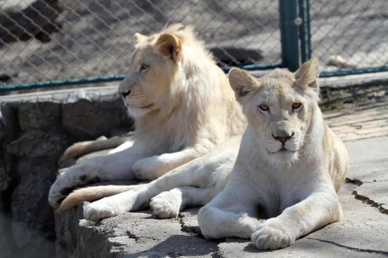 Lavovi zoo vrt
