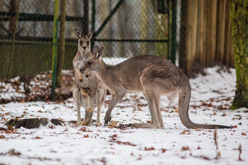 W poznańskim zoo na świat przyszedł kangur