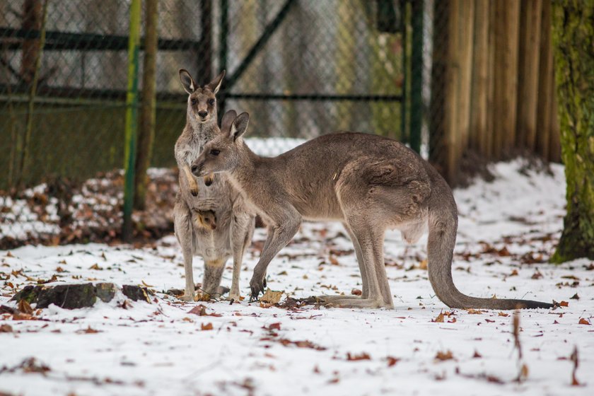 W poznańskim zoo na świat przyszedł kangur