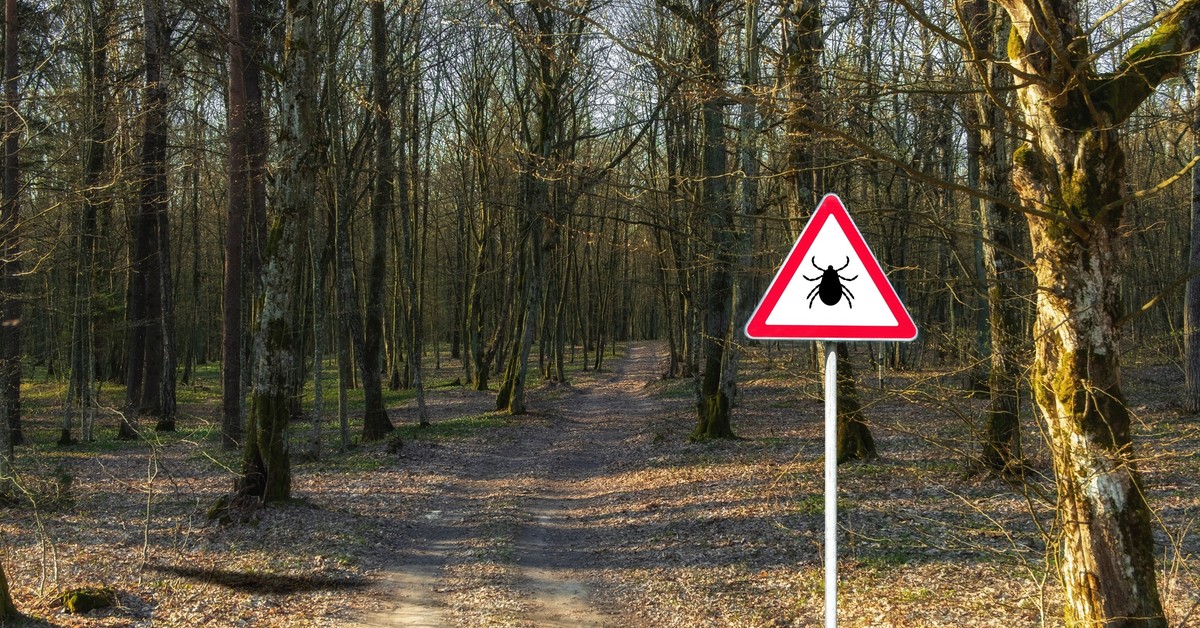 Kleszcze w natarciu. Sezon w pełni. Jak chronić się przed groźnymi chorobami?