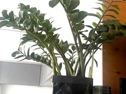 Liście żółkną, a roślina nie rośnie? Sprawdź, co robisz źle w pielęgnacji