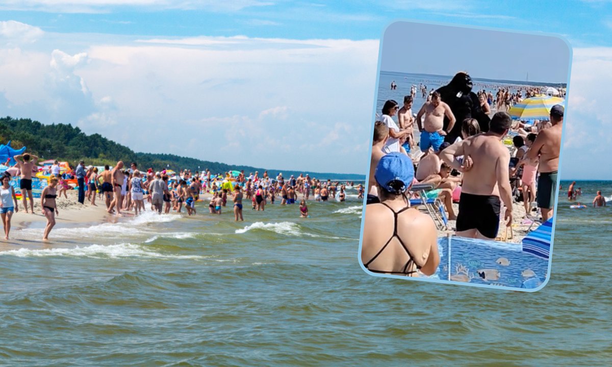 Niecodzienny widok w Krynicy Morskiej. Po plaży chodził... goryl