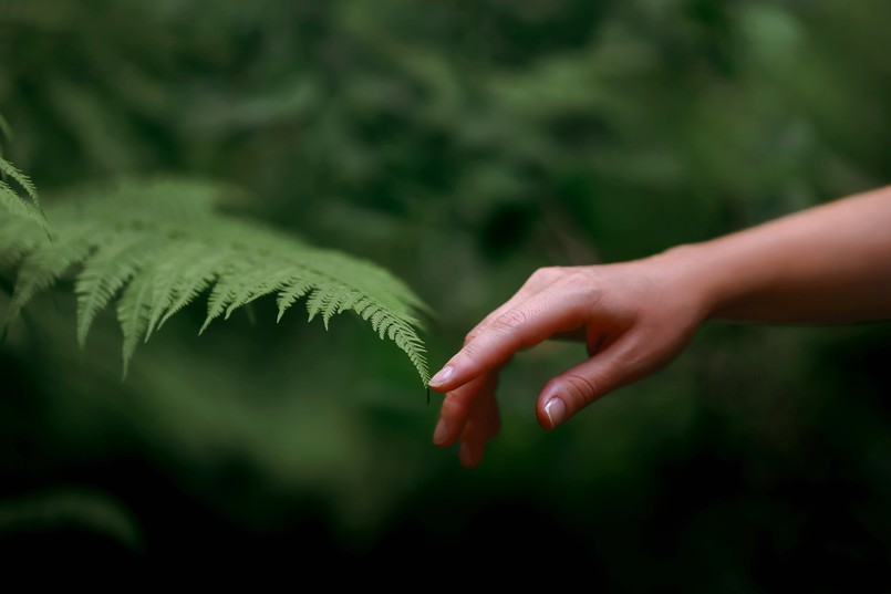 Paproć Quiz przyroda przyrodniczy A,Woman's,Hand,And,A,Fern,Leaf.,Man,And,Nature