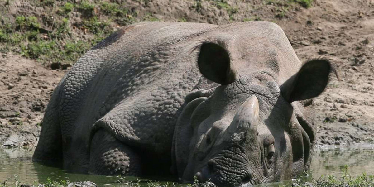 Nosorożec z opolskiego zoo zmarł na serce