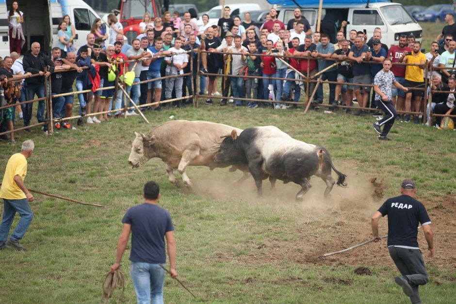 Borba bikova na Manjači