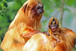 RARE BABY GOLDEN TAMARIN / RARE BABY GOLDEN TAMARIN /1604467