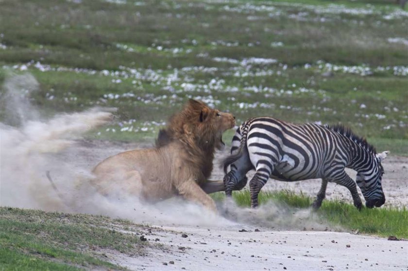 Brawo zebra! Lew dostał w pysk. FOTO