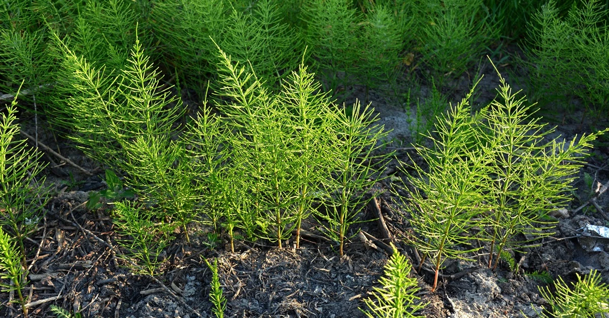 Zaraza ziemniaczana na pomidorach: jak zapobiegać? [OPRYSK]