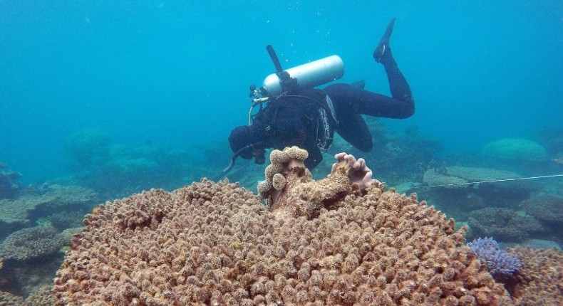 The 2,300-kilometre (1,400-mile) long Great Barrier Reef -- the world's biggest -- suffered its most severe bleaching in recorded history, due to warming sea temperatures during March and April