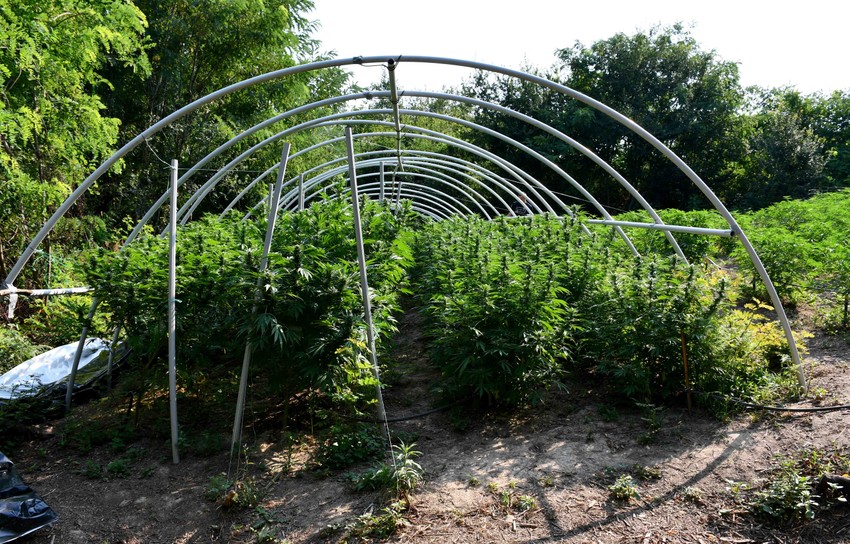 U plasteniku uhapšenog Beograđanina pronađeno je skoro 300 biljaka kanabisa