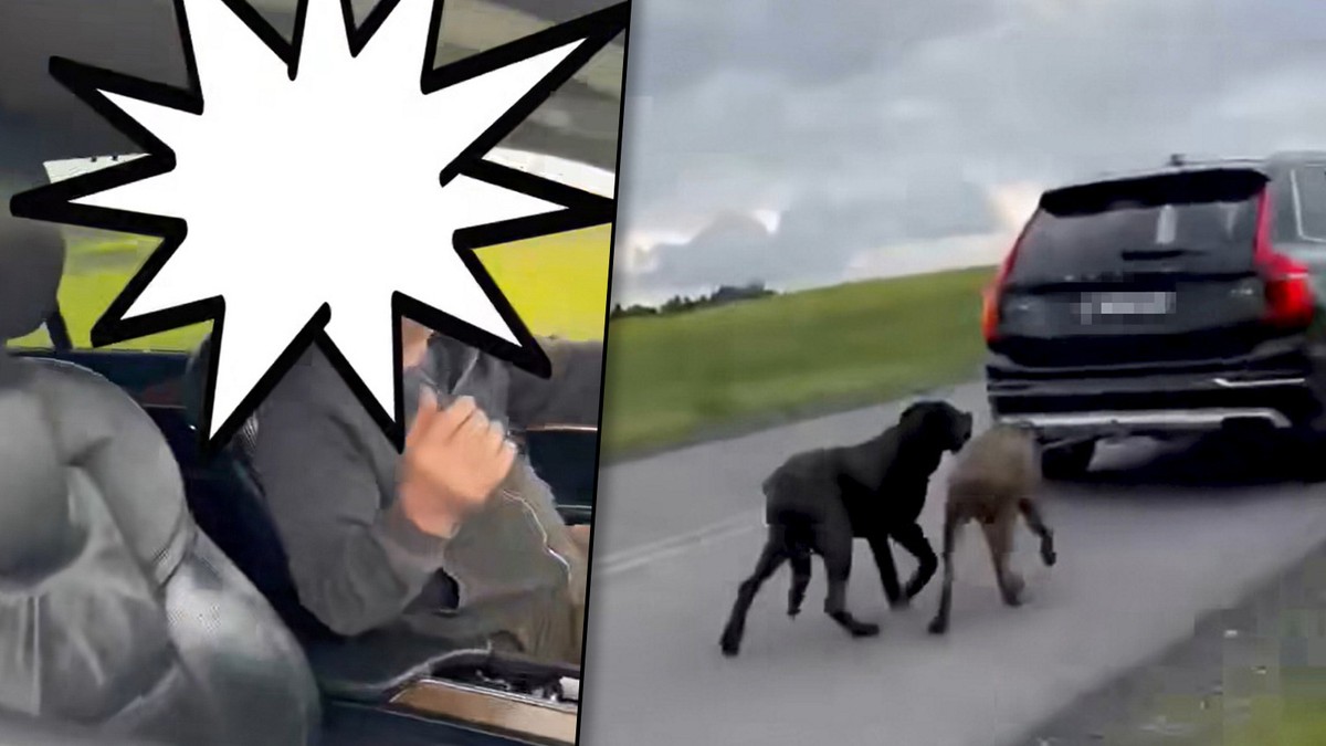 Szokujące nagranie! Właściciel ciągnął dwa psy cane corso za samochodem