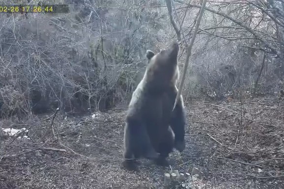 (VIDEO) Čovek prilazi medvedu, hvata ga oko vrata i kreće da