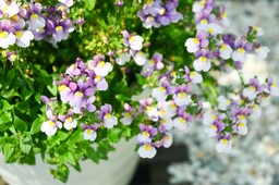 to nowa królowa polskich balkonów. ten kwiat detronizuje pelargonie