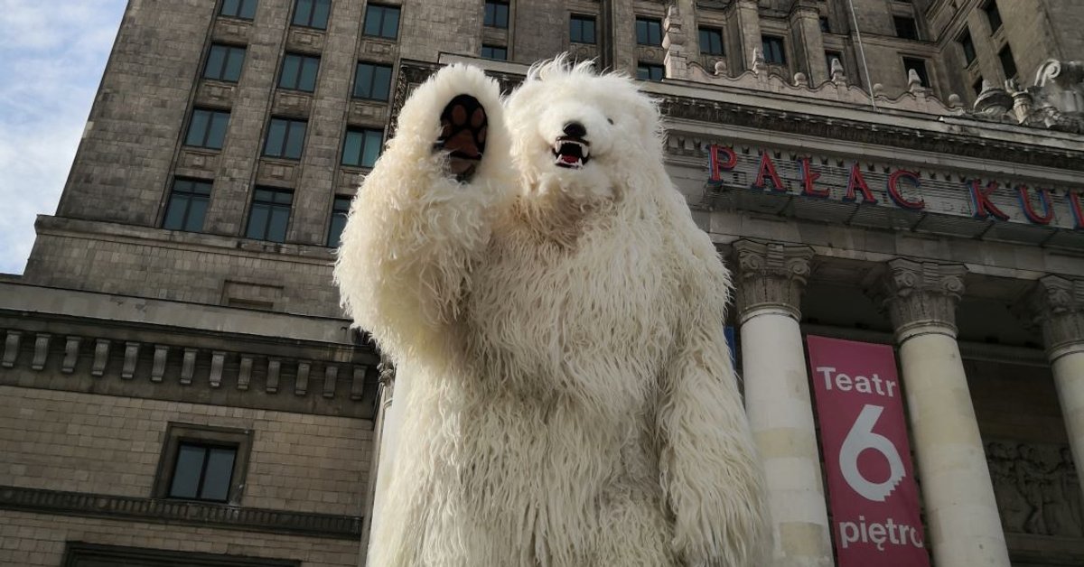 Biały miś z Zakopanego