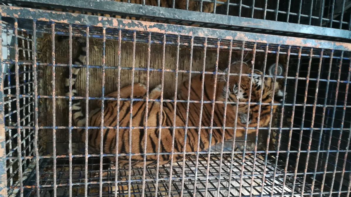 Poznańskie zoo informuje o dalszych losach uratowanych tygrysów