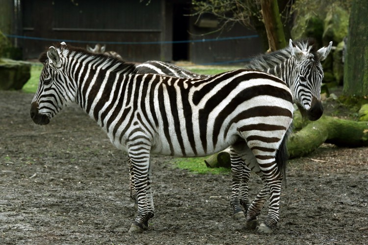 Wiosna w warszawskim ZOO