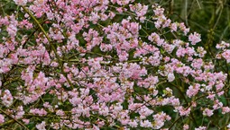 Te krzewy kwitną zimą w polskich ogrodach [TOP 10]