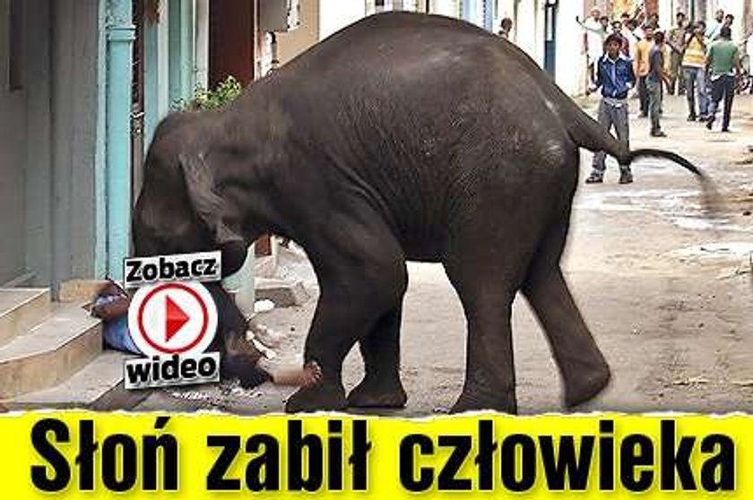 Słoń zabił człowieka. WIDEO