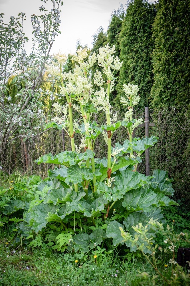 Rabarbar i ogromne kwiaty - czy obcinać?