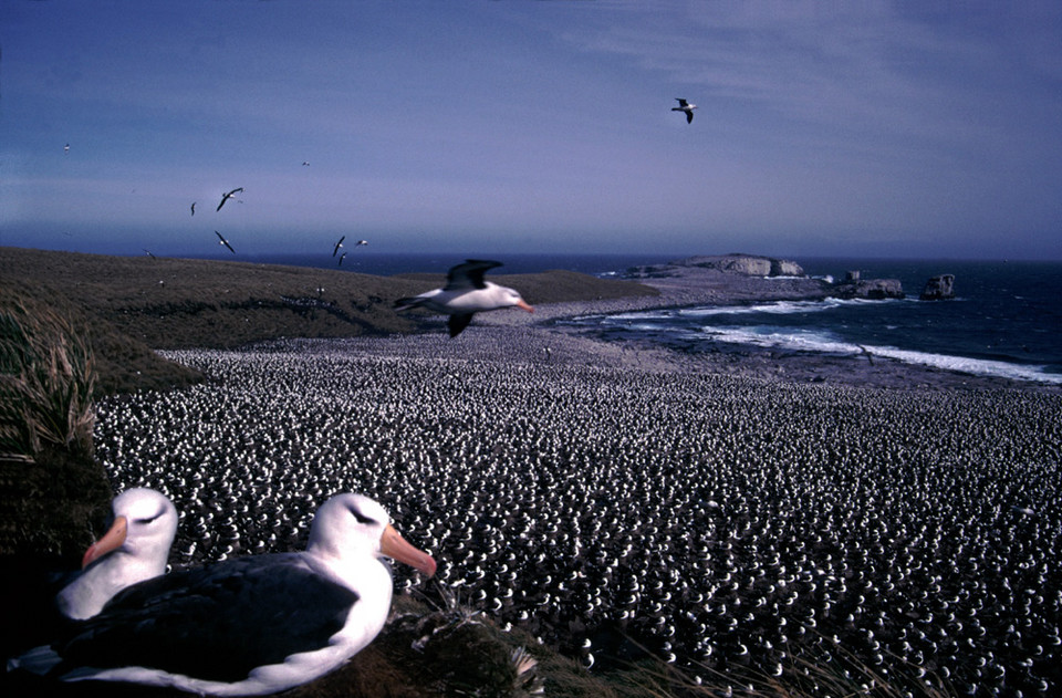 Kolonia albatrosów czarnobrewych