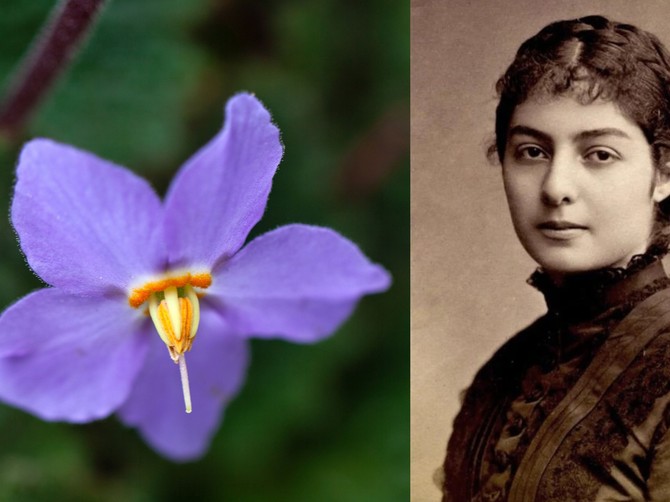 Natalijina Ramonda