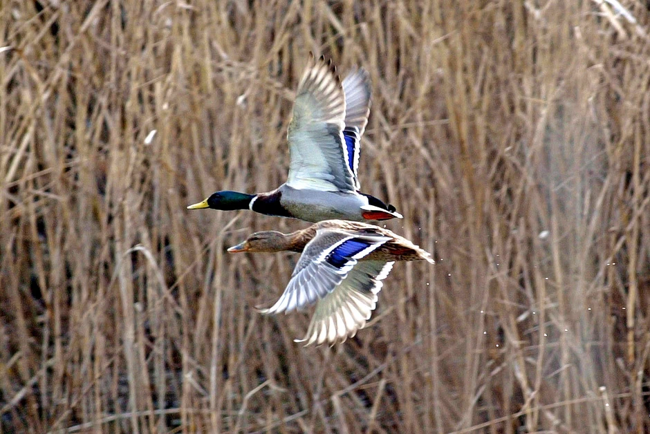 Virus nas je na vreme upozoravao