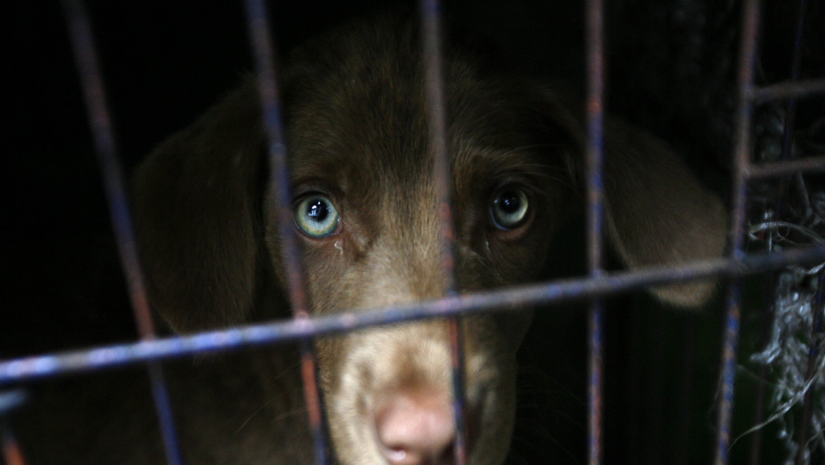 INDONESIA BALI DOG RABIES