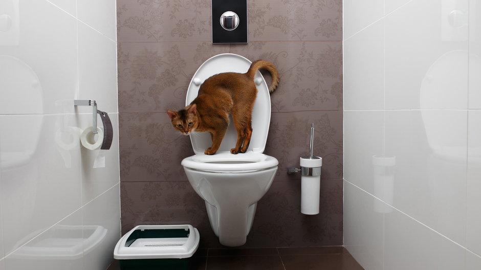 Opiekunowie czasem próbują nauczyć kota korzystania z toalety - seregraff/stock.adobe.com