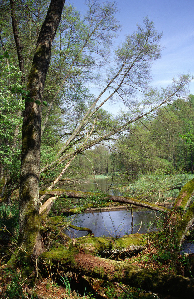 Drawieński Park Narodowy