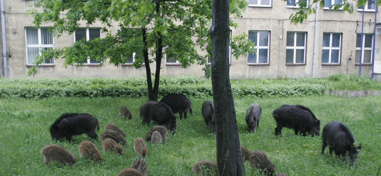 Kraków ma specjalny zespół do spraw dzików. A zwierząt w mieście jest coraz więcej