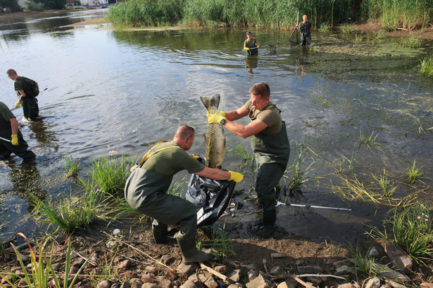 Żołnierze i strażacy usuwają martwe ryby z Odry w okolicy Słubic