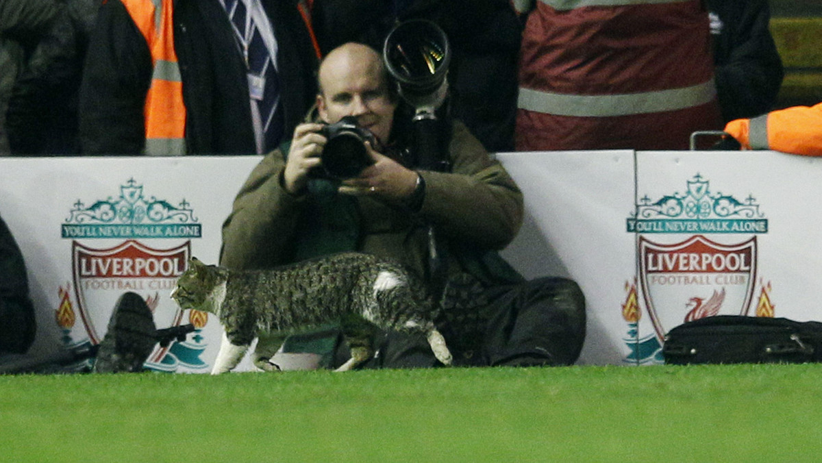 Kot, który wszedł na boisko w trakcie spotkania Liverpoolu z Tottenhamem stał się ulubieńcem mediów. Wielką Brytanię ogarnęła prawdziwa "kotomania"!