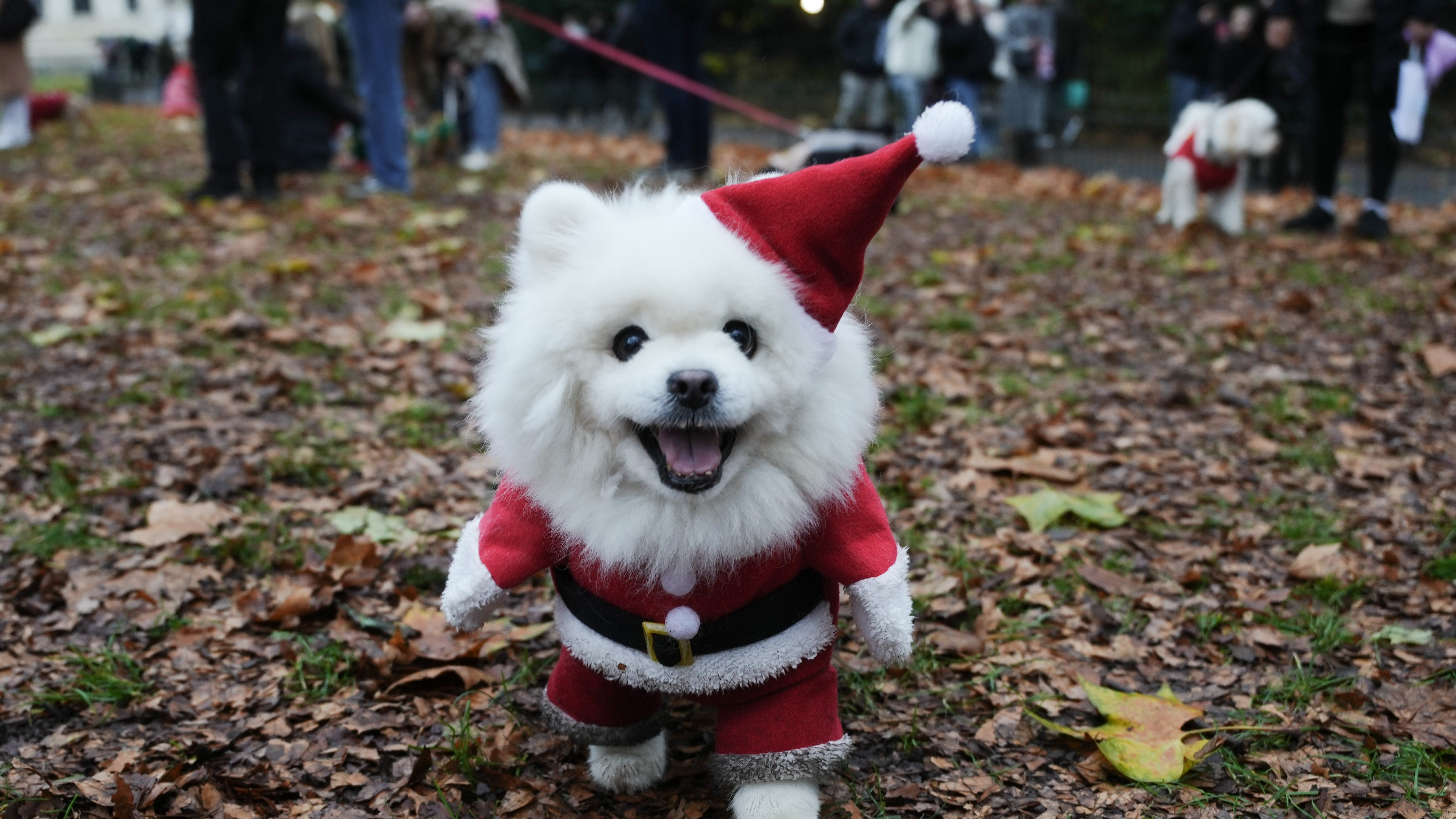 Over 100 rescue dogs in Christmas jumpers march to Buckingham Palace