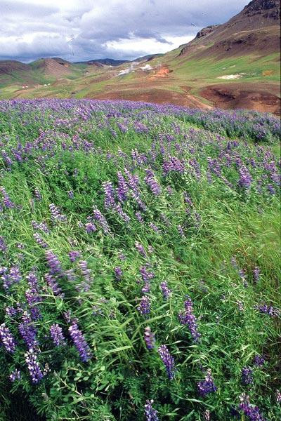 Galeria Islandia, obrazek 56