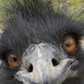 Emu