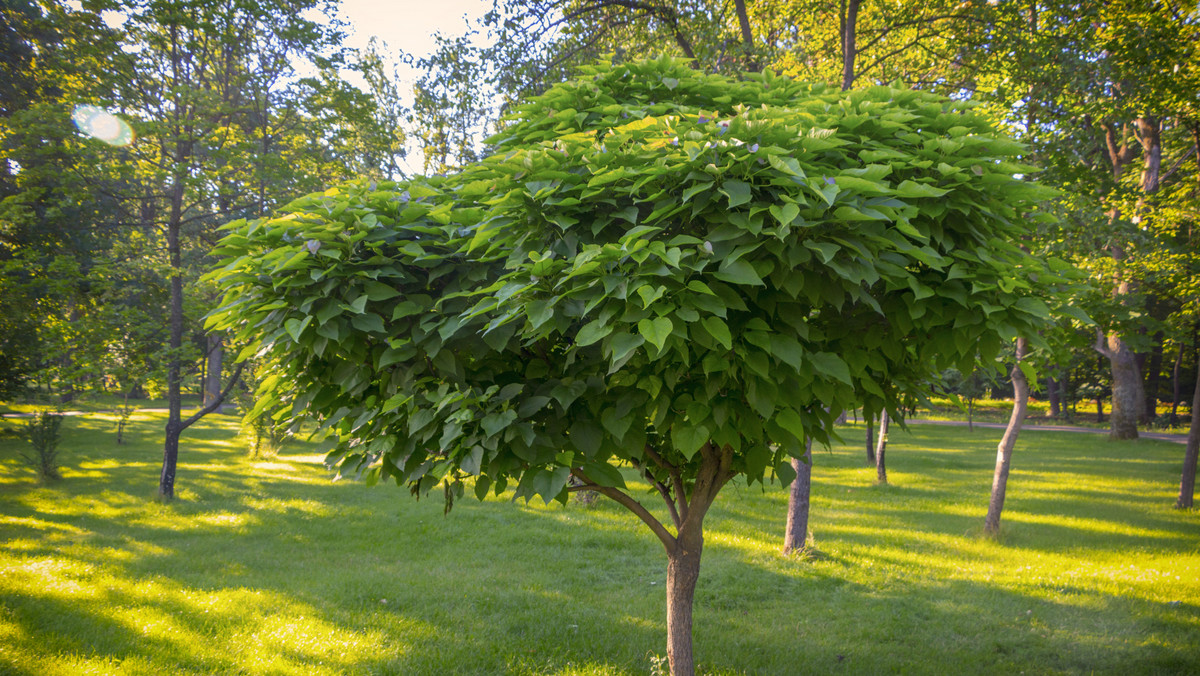 Katalpa, zwana też surmią, jest mało znanym, lecz bardzo dekoracyjnym drzewem ozdobnym. Surmia należy do niewielkiej, bo liczącej ok. 11 gatunków, rodziny bignoniowatych, których ojczyzną są rejony Azji i Ameryki Północnej.