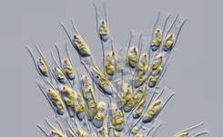 Czym są 'złote algi'? 'W polskich rzekach ich dotychczas nie stwierdzano'