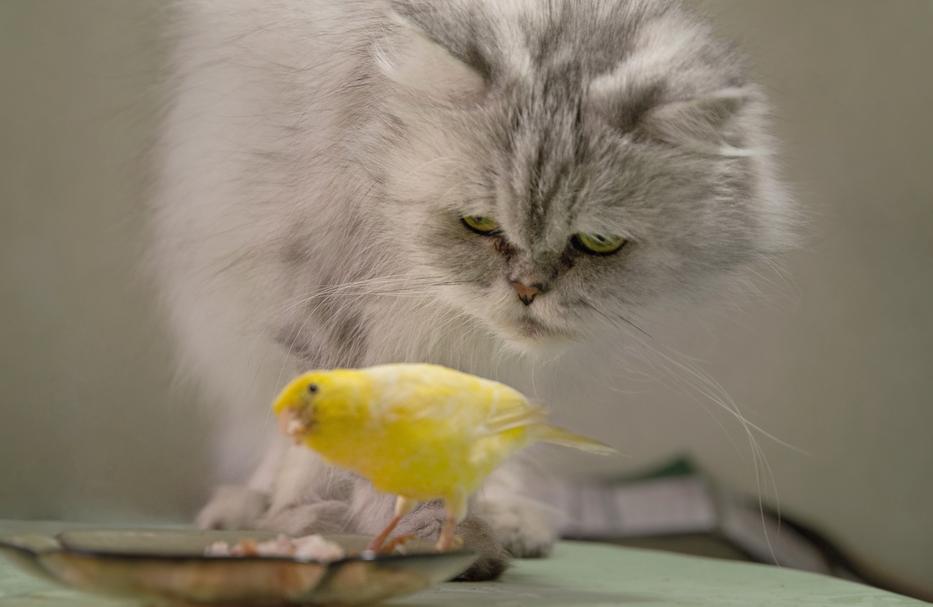 Különös kötelék: ilyen az, amikor macska és egy kanári összebarátkozik -  fotók - Blikk Rúzs