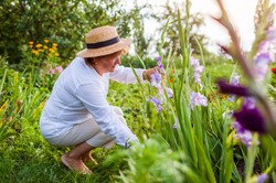 Mieczyki warto wykopać przed końcem sezonu. Jak je przechowywać?