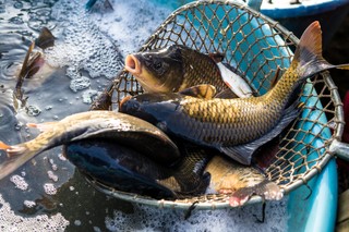 Ileż można? Sprawa karpi wróciła na wokandę Sądu Najwyższego
