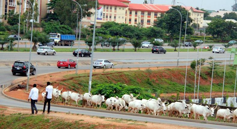 Cattle grazing near major roads in Abuja (SaharaReporters)