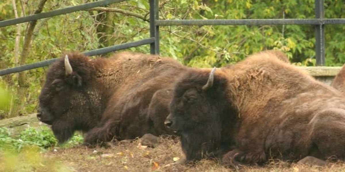 Powódź w Warszawskim ZOO