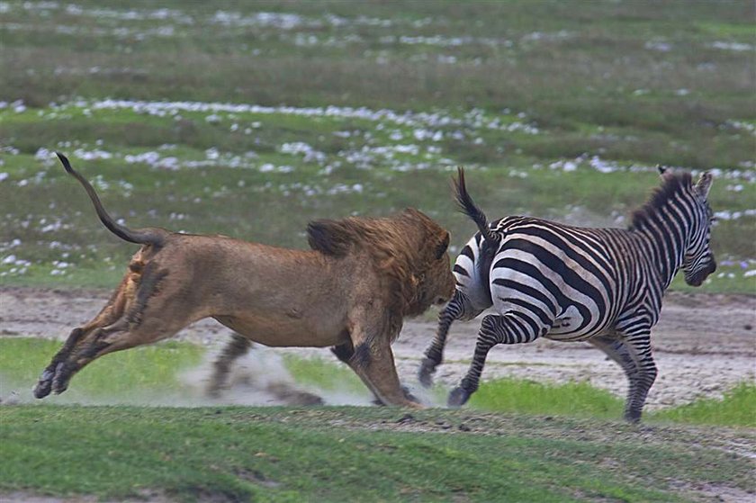 Brawo zebra! Lew dostał w pysk. FOTO